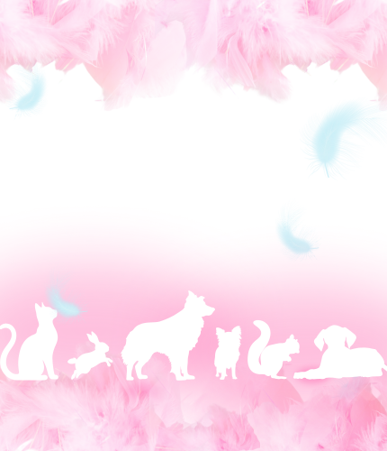 背景SP用画像2枚目