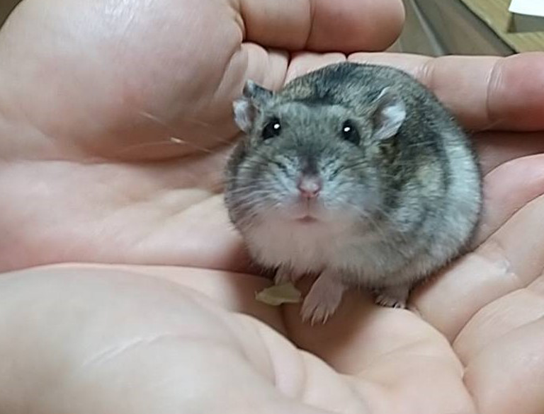 山田ハムスケくん