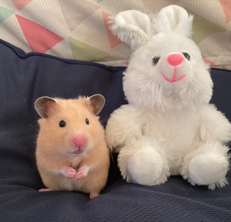 スチュアートちゃん