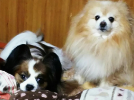 ナイトちゃん・ガクトちゃん