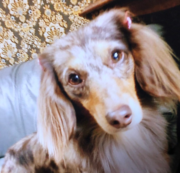 ディッキーちゃん