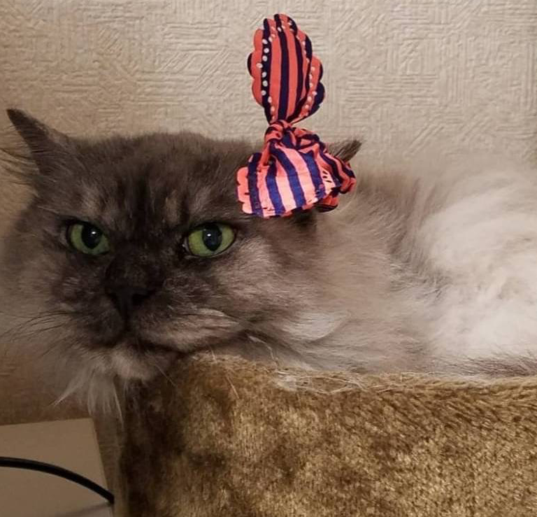 シャネルちゃん