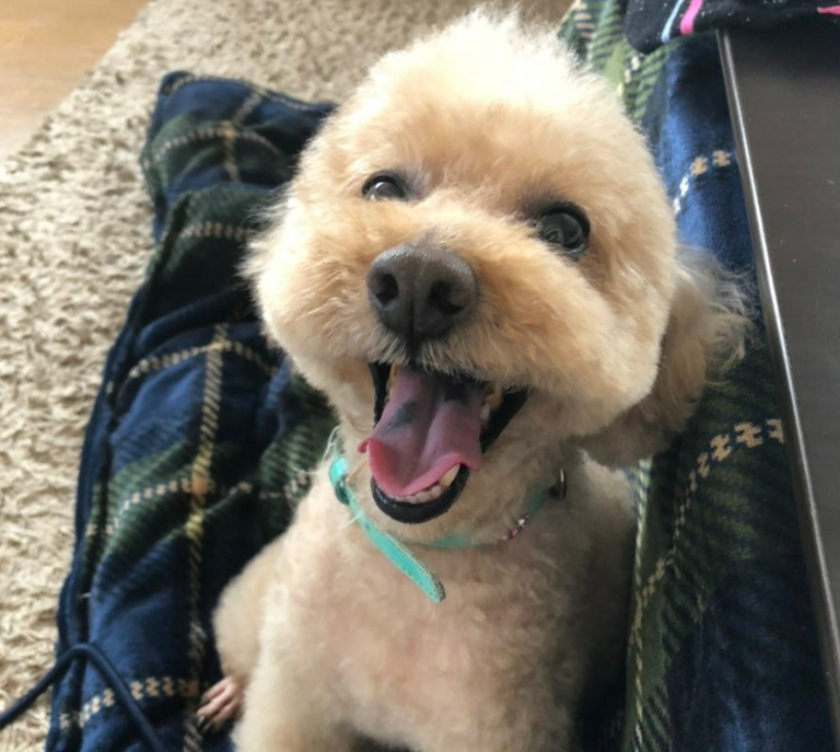 ジャッキーちゃん