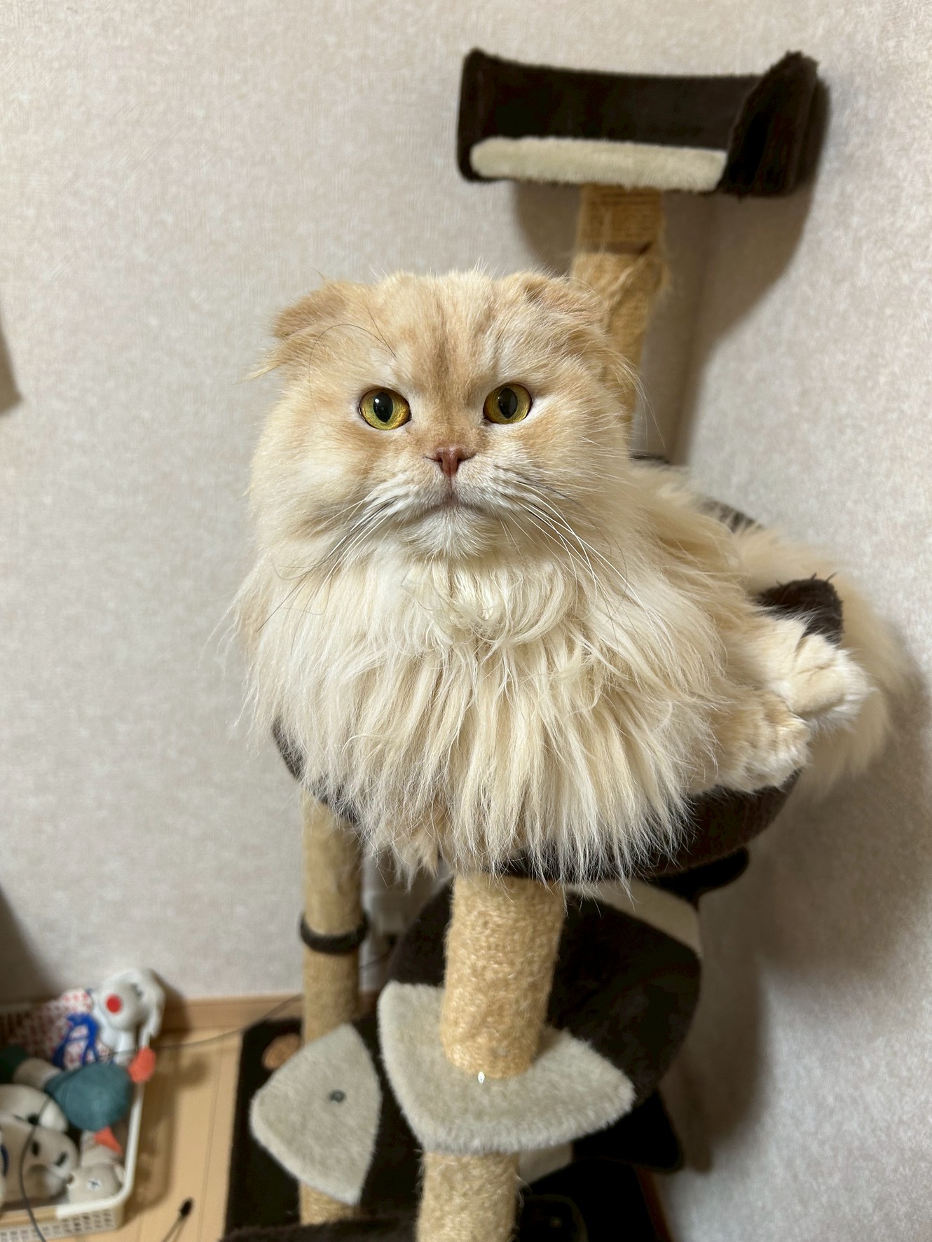 ミミちゃん