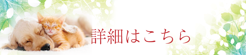 ペットセレモニー美空詳細はこちら